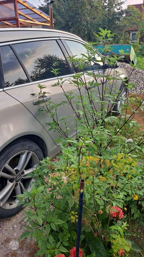 Opel Insignia 2009 — вигляд ззаду