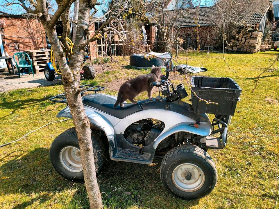 Weitere Motorräder E-ton EXL - 150 Yukon ST Quad 150 ccm - Bastlerfahrzeug - Ersatz 2004 — engine 150 ccm